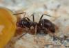 Lasius sp.